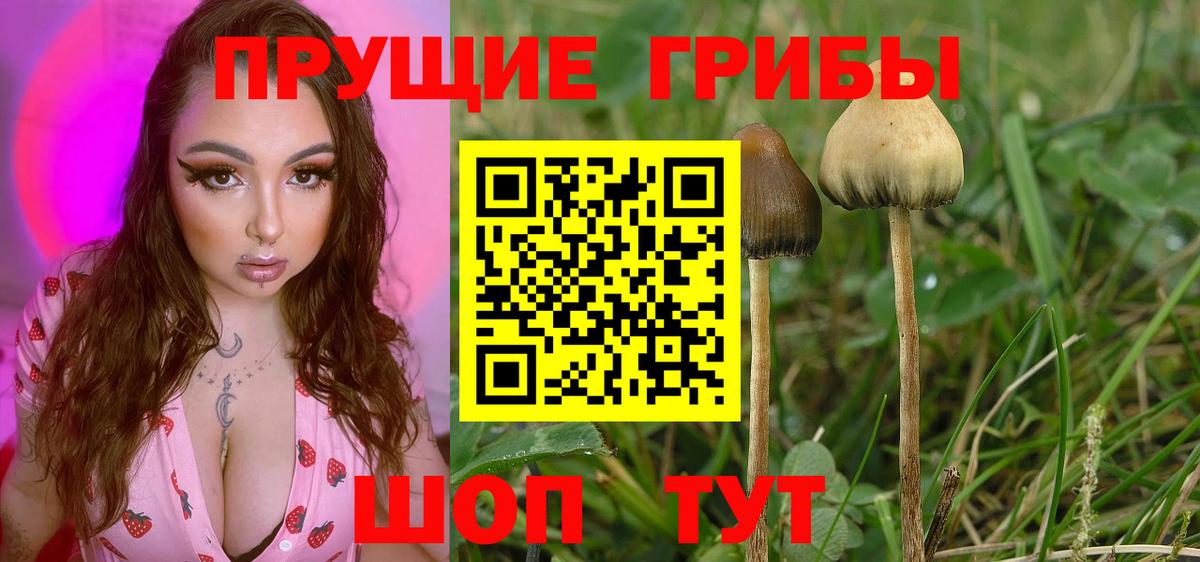 Псилоцибиновые грибы Cubensis Кострома